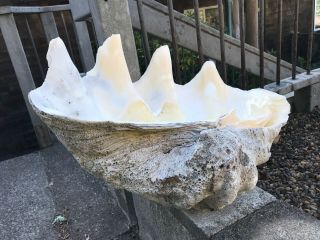 GIANT CLAM SHELL 