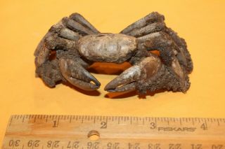 Crab Fossils Xantho (lophoxanthus) Scaberrimus W.  Java Bodjong Formation Cb3