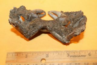 CRAB FOSSILS Xantho (Lophoxanthus) scaberrimus W.  Java Bodjong Formation CB3 3
