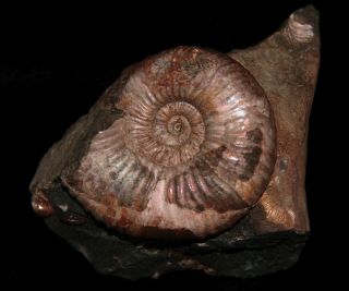 Ammonite Acanthohoplites Gastropod Fossil