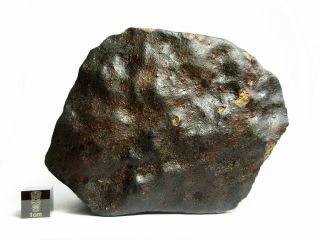 NWA x Meteorite 644g Colossal Chondrite with Character 2