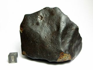 NWA x Meteorite 644g Colossal Chondrite with Character 3
