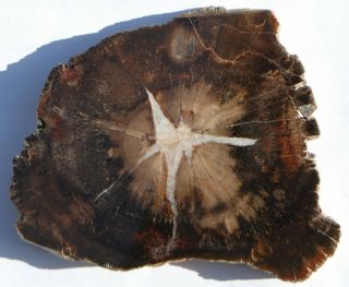 Two,  Polished Utah Petrified Wood Specimens - One Round And One Branch