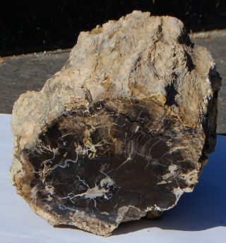 Two,  Polished Utah Petrified Wood Specimens - One Round and One Branch 3