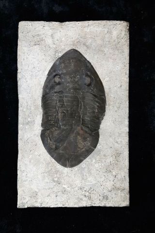Stunning Isotelus mafritzae,  large trilobite from Ontario 2