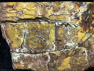Z Sonoran Dendritic Rhyolite Faced Rough 22 Lbs