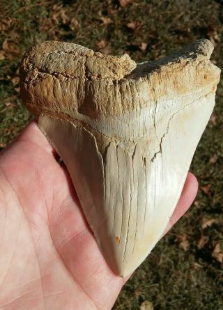 5 1/16 " Fossil Megalodon Shark Tooth Found In Summerville Sc