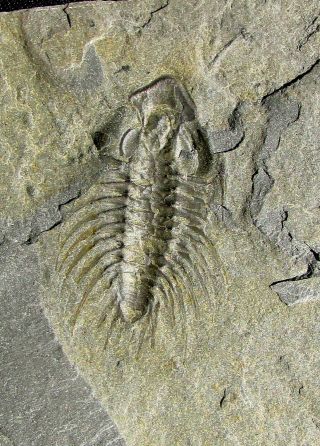 Killer Zacanthoides Grabaui Trilobite Fossil