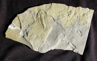 KILLER Zacanthoides grabaui trilobite fossil 2