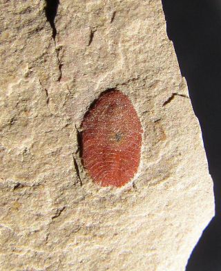 Supremely Sweet Burlingia Trilobite Fossil
