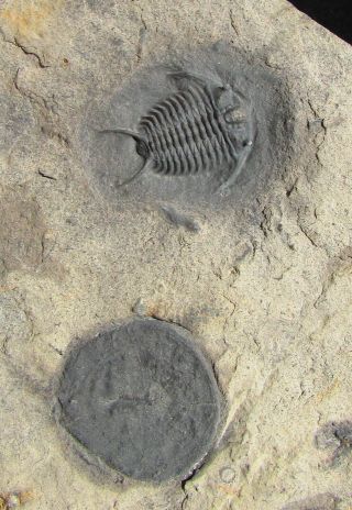 Perfect Ceraurus Trilobite Fossil With Bryozoan