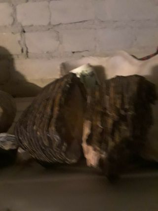 Wooly Mammoth Tooth