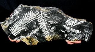 Extinctions - Multiple White Fern Fossil Plate From Pa - Great Display