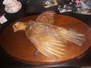 Vintage Brown Bird Taxidermy