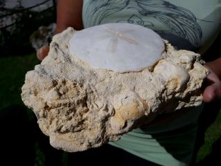 Echinoid,  Sea Urchin,  Oursin,  Seeigel,  Scutella lusitanica,  miocen,  Portugal 2