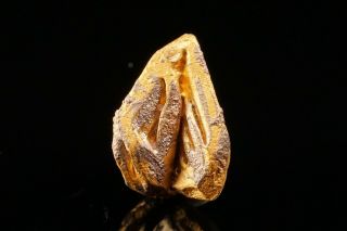RARE Native Gold var.  Porpezite Crystal & Native Palladium URIMAN,  VENEZUELA 3