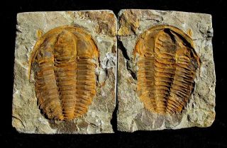 Extinctions - Split Pair Hamatolenus Trilobite Fossil - Part/counterpart