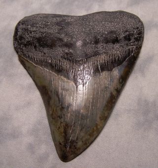 Megalodon Tooth 4 5/16 " Shark Teeth Fossil Jaw Megladon Scuba Dive Meg Mighty