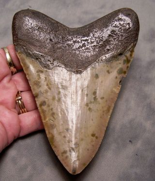 megalodon tooth 4 15/16 