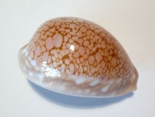 Shell Cypraea Broderipii S.  Africa 74,  9 Mm Awesome Pattern