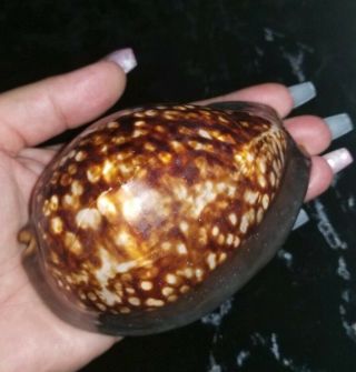 Cypraea Maculifera Shell 110mm Hawaiian Seashell Beauiful Big Brown Cowrie