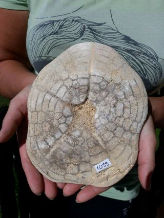 Fossil,  Echinoid,  Sea Urchin,  Oursin,  Seeigel,  Clypeaster 3