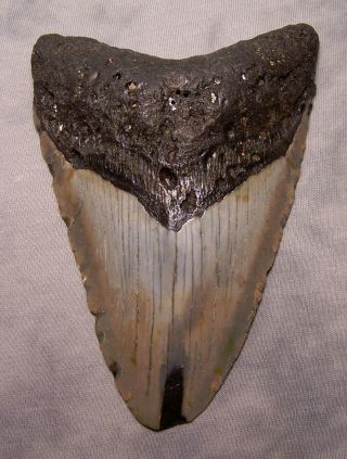 Megalodon Tooth 4 3/4 " Shark Teeth Fossil Jaw Scuba Diver Megladon Huge