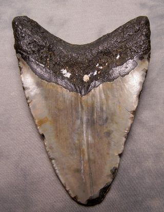 MEGALODON TOOTH 4 3/4 