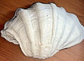 Vintage Large Giant Natural Clam Shell Tridacna Gigas Seashell Rare
