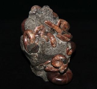 Ammonite Rare  Abnormal Ptychoceras Salfeldiella Gastropod Fossil
