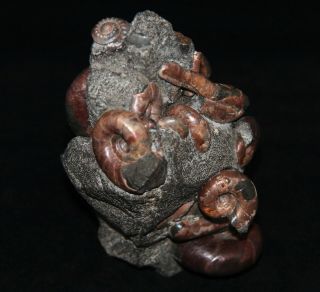 Ammonite RARE  Abnormal Ptychoceras Salfeldiella Gastropod Fossil 2