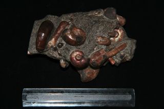 Ammonite RARE  Abnormal Ptychoceras Salfeldiella Gastropod Fossil 3