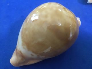 91mm Cypraea Armeniaca Australia Shell Seashell Cowrie F,  Selected
