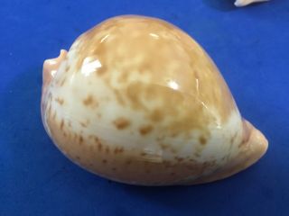 91mm Cypraea armeniaca Australia shell seashell cowrie f,  SELECTED 2