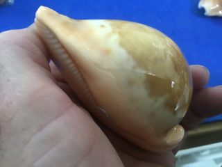 91mm Cypraea armeniaca Australia shell seashell cowrie f,  SELECTED 3
