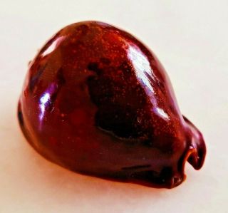 Seashell Cypraea Stercoraria Exceptional Black Cherry Red Reserved shell 2