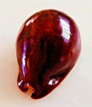Seashell Cypraea Stercoraria Exceptional Black Cherry Red Reserved shell 3