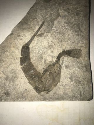 Eurypterid - Eurypterus Remipes - Sea Scorpion Fossil