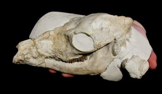 Extinctions - Mega Rare Poebrotherium Camel Skull Fossil W/lower Jaws -