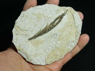 Wow A 50 Million Year Old 100 Natural Bird Feather Fossil Wyoming 103gr E