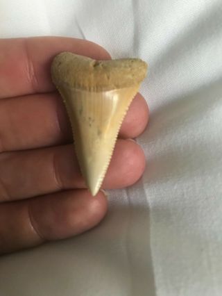 Chilean Fossil Great White Tooth.  Megalodon Era Shark Teeth Chile