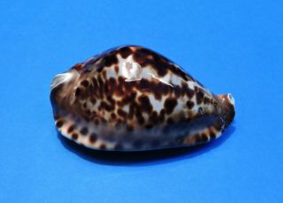 Seashell Cypraea Friendii Friendii 90.  1mm (0056)