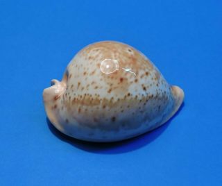 Seashell Cypraea Armeniaca Westralica 84.  7mm (003)