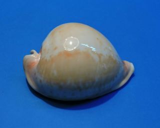 Seashell Cypraea Armeniaca Giant (001)