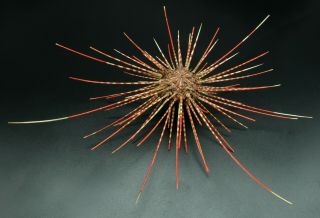 Outstanding Quality Coelopleurus Maculatus 150 Mm Philippines Sea Urchin