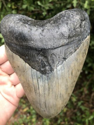 Huge Heavy Solid 5.  31” Megalodon Tooth Fossil Shark Teeth Almost 1 Pound