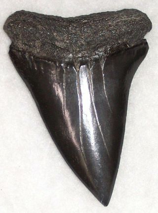 Large 2 13/16 " Fossil Extinct Mako Shark Tooth