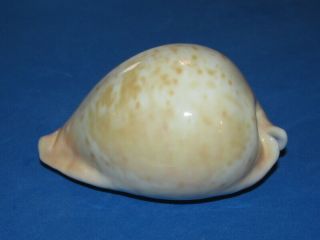 Seashells Cypraea Armeniaca Westralica Cyp4302,  Shells