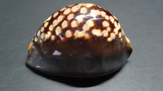 1803 - 168 - Cypraea Mauritiana - Natural Seashell