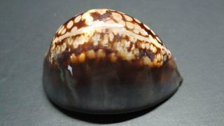 1803 - 168 - Cypraea Mauritiana - Natural Seashell 2
